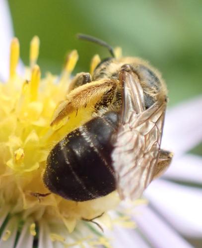 Réf. 352 576 : Halictus rubicundus